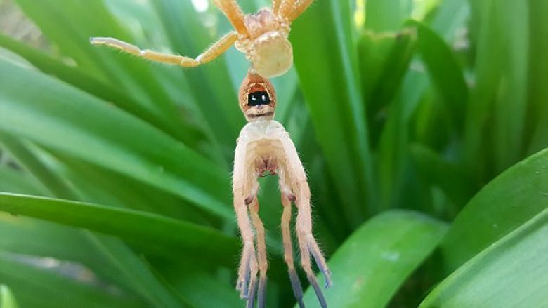 Biologu shfaqë momentin e rrallë, kur merimanga largon komplet lëkurën (Video)