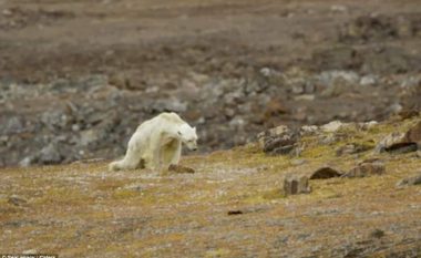 Çastet e fundit të jetës së ariut polar, i uritur në një hapësirë pa akull (Video)