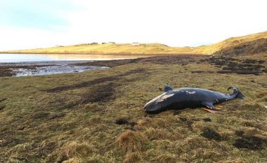 Erërat me shpejtësi prej 150 kilometrave në orë, e hodhën balenën 25 metra larg bregdetit (Foto)