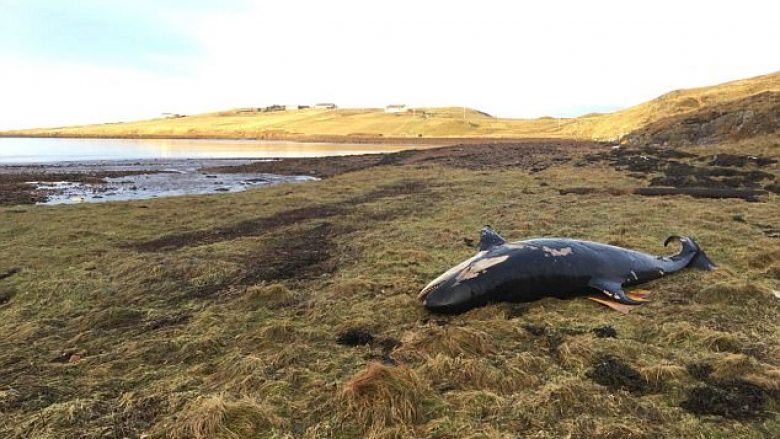 Erërat me shpejtësi prej 150 kilometrave në orë, e hodhën balenën 25 metra larg bregdetit (Foto)