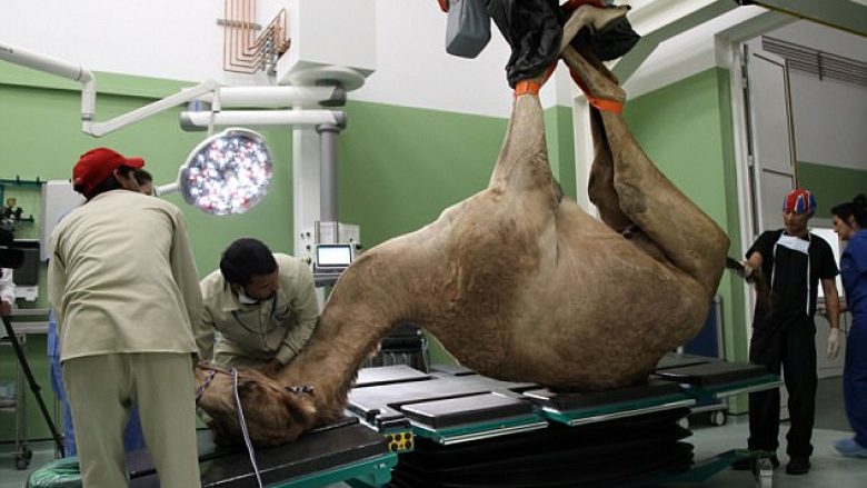 Në Dubai hapet spitali për deve (Foto)