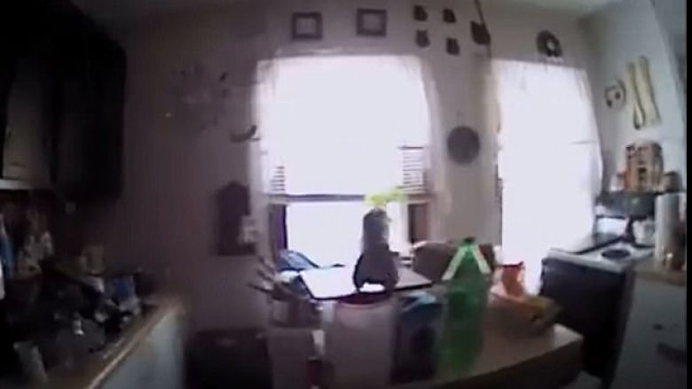 Policët me vështirësi largojnë ketrin që hyri në shtëpi për të marrë biskota (Video)