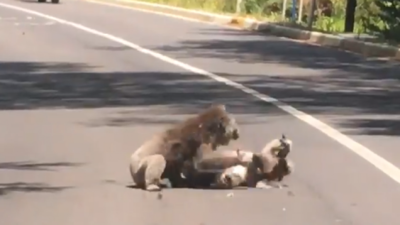 Koalat dembele në një moment të rrallë dhune (Video)