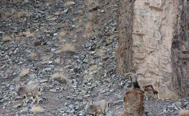 Leopardi nuk vërehej në hapësirën shkëmbore, sulmon papritmas që të kapë prenë (Foto)
