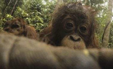 Orangutangu bën selfie (Foto)
