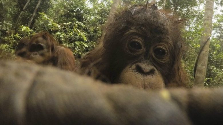 Orangutangu bën selfie (Foto)