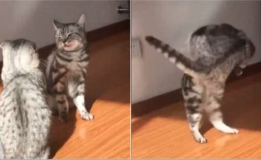 Macja përplasi kundërshtaren me një lëvizje, si në artet marciale (Video)