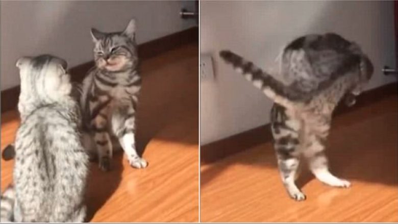 Macja përplasi kundërshtaren me një lëvizje, si në artet marciale (Video)