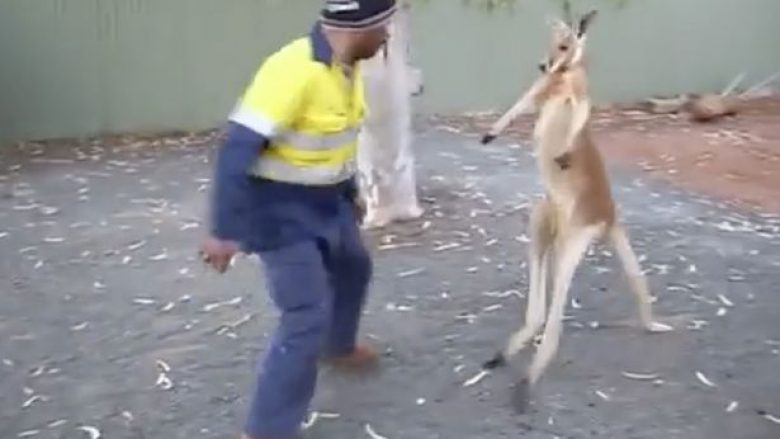 Punonjësi në telashe me kangurin që donte të përleshej (Video)