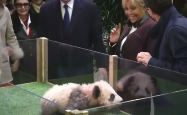Deshi ta përkëdhelte, Zonja e Parë e Francës “befasohet për të keq” nga panda e vogël (Video)