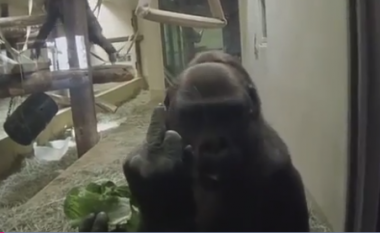 Vizitori i kopshtit zoologjik mbetet i habitur, gorilla i tregon atij gishtin e mesëm (Video)