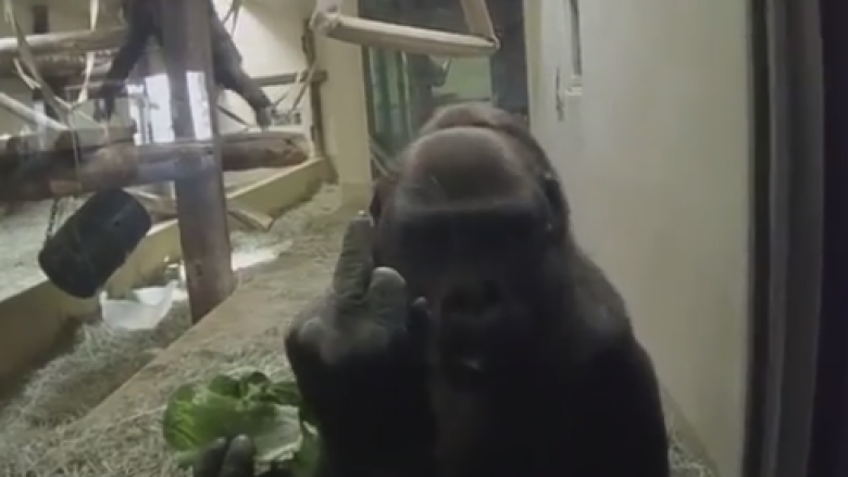 Vizitori i kopshtit zoologjik mbetet i habitur, gorilla i tregon atij gishtin e mesëm (Video)