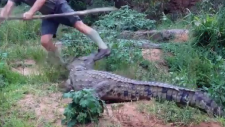 Shprehja më e mirë për këtë video: Mos e kruaj me krokodilin! (Video)