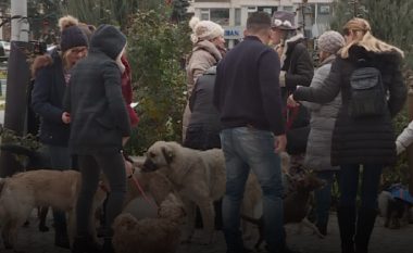 Protesta për mbrojtje të kafshëve në Shkup – Helmimi nuk është zgjidhje