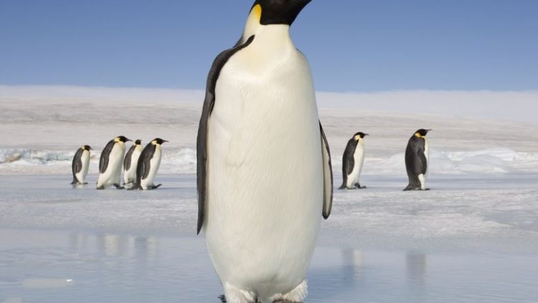 Zbulohet trupi i pinguinit parahistorik, që kishte gjatësinë e njeriut të sotëm (Foto)