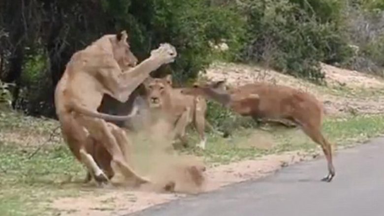 A e dini atë shprehjen “si cjapi tek kasapi”? Kjo i ka ndodhur një dreri! (Video)