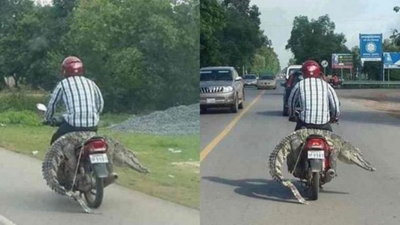 Shofer i guximshëm apo i çmendur? Ecte përmes magjistrales, bashkë me një krokodil në motoçikletën e tij (Foto)