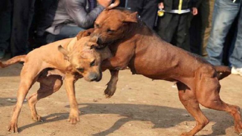 Policia parandalon mbajtjen e luftës me qen në Shtërpcë