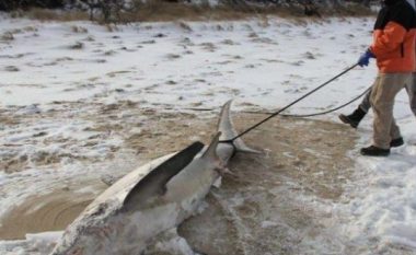 Nga të ftohëtit në SHBA ngrijnë edhe peshkaqenët (Foto)