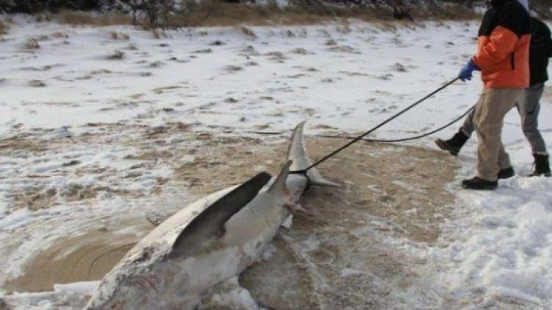 Nga të ftohëtit në SHBA ngrijnë edhe peshkaqenët (Foto)