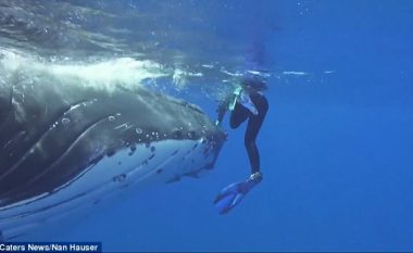Balena 25 tonëshe shpëton zhytësit nga peshkaqeni 5 metra, i “strehon” prapa bishtit (Video)