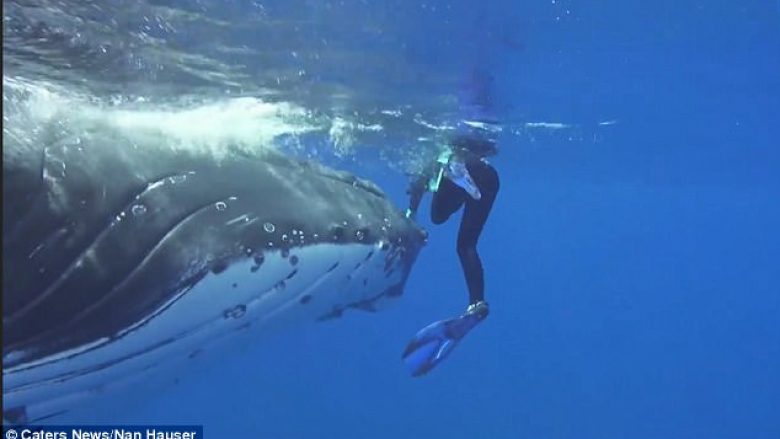 Balena 25 tonëshe shpëton zhytësit nga peshkaqeni 5 metra, i “strehon” prapa bishtit (Video)