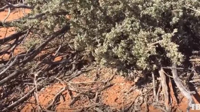 Rizbulohet kafsha e vogël që nuk ishte parë për më shumë se 100 vite (Video)