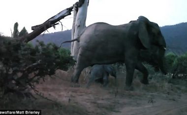 Mbreti i xhunglës? Luani sulmon tinëzisht të voglin e elefantit, zmbrapset kur para syve i shfaqet nëna e tij (Video)