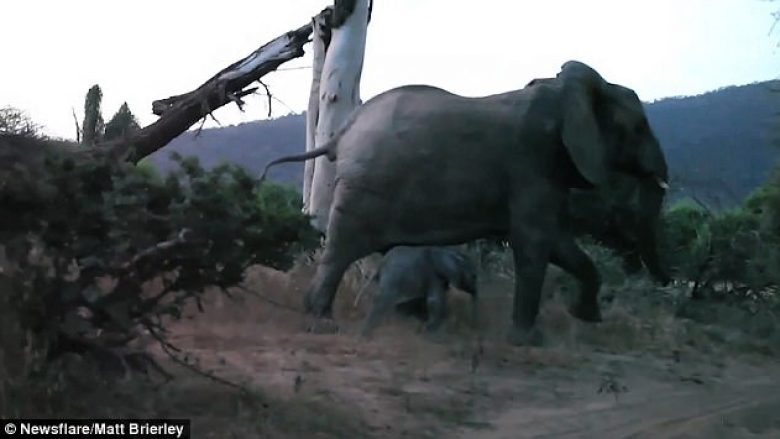 Mbreti i xhunglës? Luani sulmon tinëzisht të voglin e elefantit, zmbrapset kur para syve i shfaqet nëna e tij (Video)