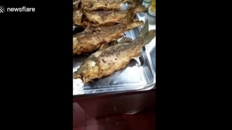 Peshku i pjekur nis të lëvizë (Video)