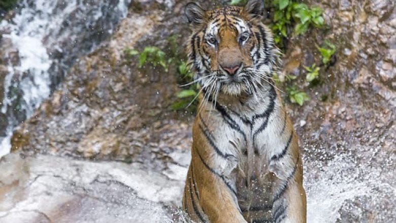 Fotografoi tigrin në pozicion shumë të rrallë, e pa rastësisht pas katër vitesh (Foto)