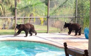 Befasohet kur sheh arinjtë e vegjël në pishinën e shtëpisë së tij (Video)