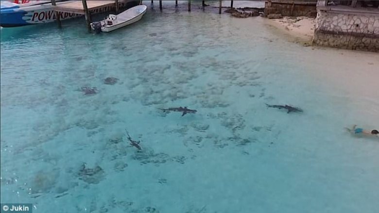 Hyri në ujë ku ishin katër peshkaqenë, shpëtohet nga kameramani dronit që bërtiti fuqishëm (Video)