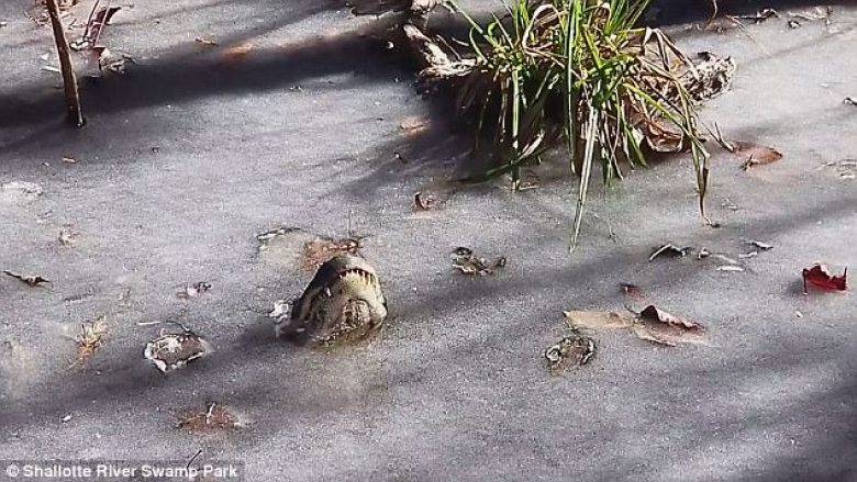 Krokodilët përdorin një sistem fantastik, për t’i mbijetuar temperaturave të ulëta (Video)