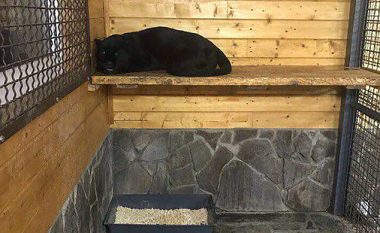 Pantera shqeu për vdekje mirëmbajtësin e kopshtit zoologjik (Foto)
