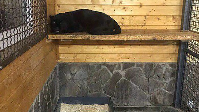 Pantera shqeu për vdekje mirëmbajtësin e kopshtit zoologjik (Foto)