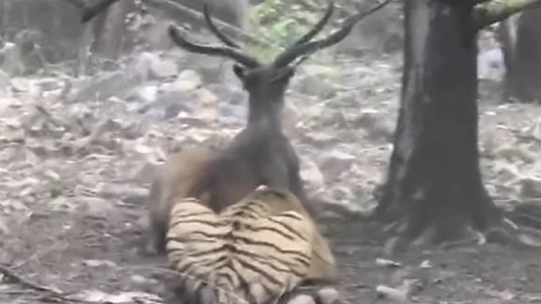 Turistët kapin momentin kur një tigër “e rrëzon për tokë” drerin, deri kur siguron vrasjen e tij (Video,+16)