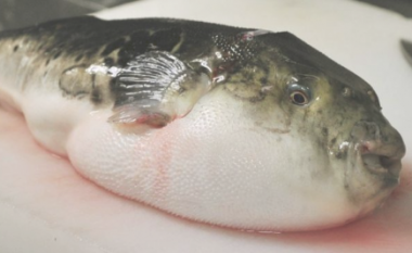 Qyteti japonez jep alarmin: Kujdes nga peshku vdekjeprurës!
