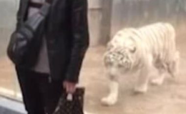 Tigri përplaset në xham, provoi ta sulmonte vizitorin e kopshtit zoologjik (Video)