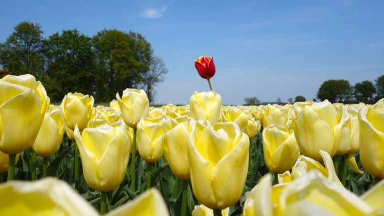 ‘Mania e Tulipanëve’ ku një lule kushtonte më shumë se një shtëpi