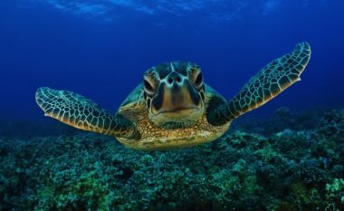 Breshkat australiane kërcënohen me zhdukje, për shkak të numrit të madh të femrave