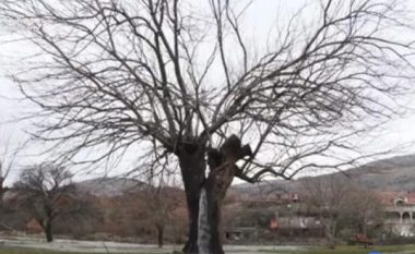 Fenomeni i rrallë në Mal të Zi që po habit botën – uji rrjedh nga pema (Video)