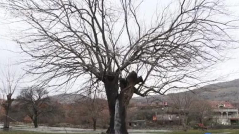 Fenomeni i rrallë në Mal të Zi që po habit botën – uji rrjedh nga pema (Video)