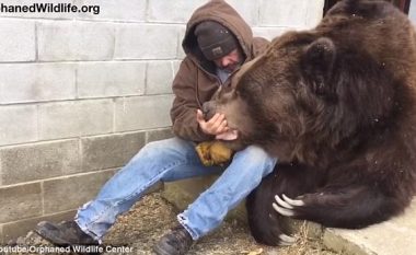 Pamjet që po bëjnë xhiron e botës: Kujdestari i strehimores së kafshëve, ledhaton ariun 650 kilogramësh (Video)