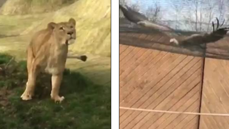 Luaneshat “copëtojnë” shqiponjën, tmerrohen vizitorët e kopshtit zoologjik (Video, +18)