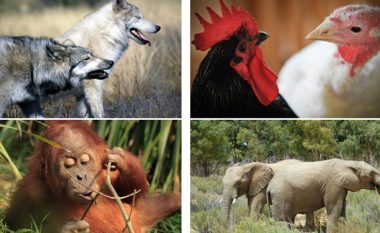 Tetë fakte befasuese për kafshët! (Foto)