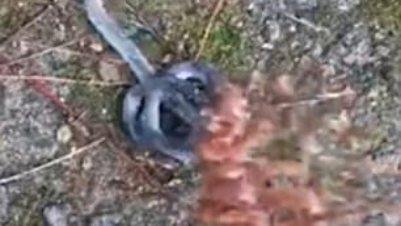 Gjarpri misterioz me nga një kokë në të dy anët e trupit (Video)
