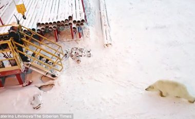 I hodhi ushqim ariut polar, punëtori i rafinerisë detyrohet të ikë me vrap (Foto)