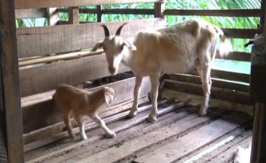 Keci me një sy po pëlqehet nga të gjithë, turma njerëzish shkojnë për ta vizituar (Video)