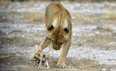 Këlyshët ia mbyti luani rival, luanesha adopton një antilopë të vogël (Foto)